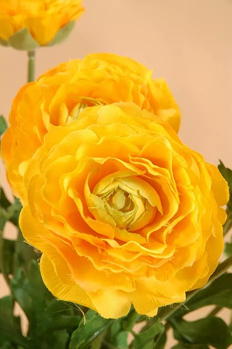 AllstateFBR549-YE 19 in. Ranunculus Bush Yellow- Case of 6