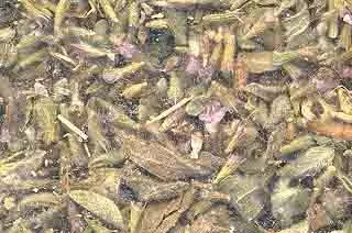 Azure Green HPENCB 1 Lb Pennyroyal Leaf cut