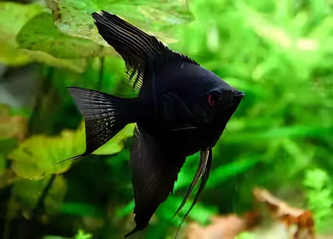 Black Angelfish (Pterophyllum scalare