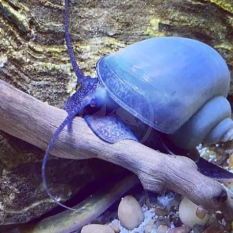 Blue Mystery Snails (Pomacea bridgesii)