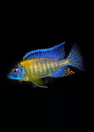 Blue Neon Peacock Cichlid