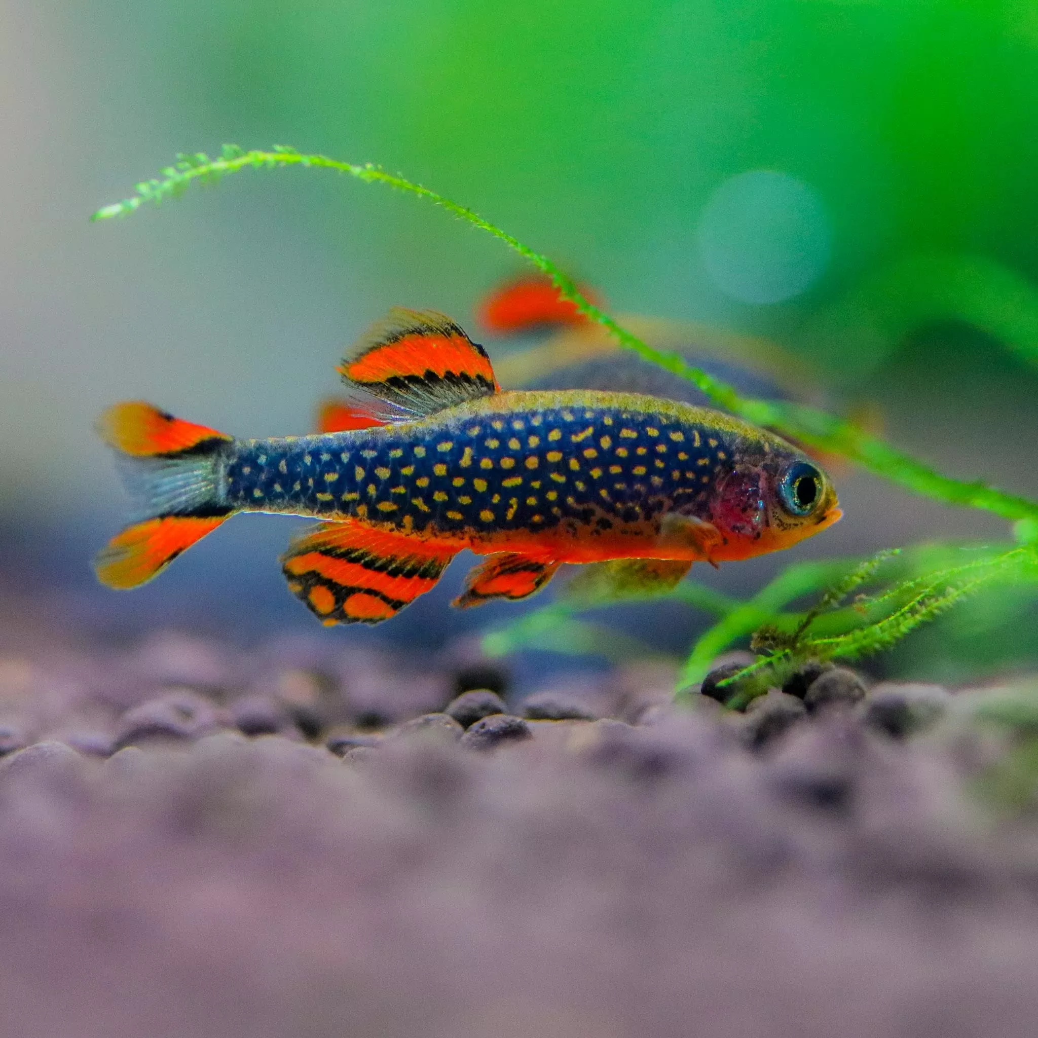 Celestial Pearl Danio/ Galaxy Rasbora (Celestichthys margaritatus)