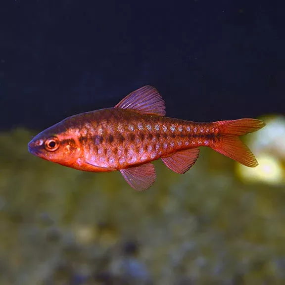 Cherry barbs
