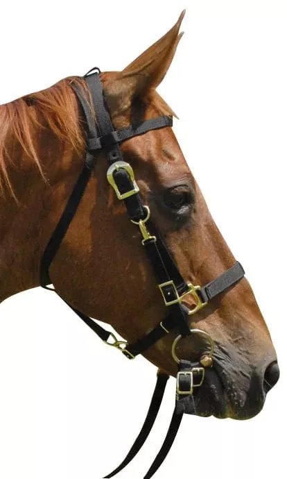 Jeffers Nylon Combination Horse Halter Bridle with Reins