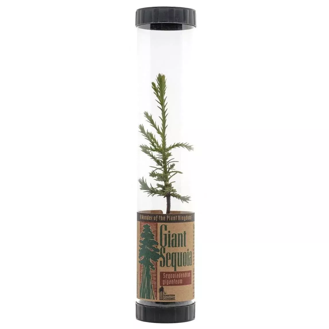 The Jonsteen Co. - 'Giant Sequoia' Live Tree