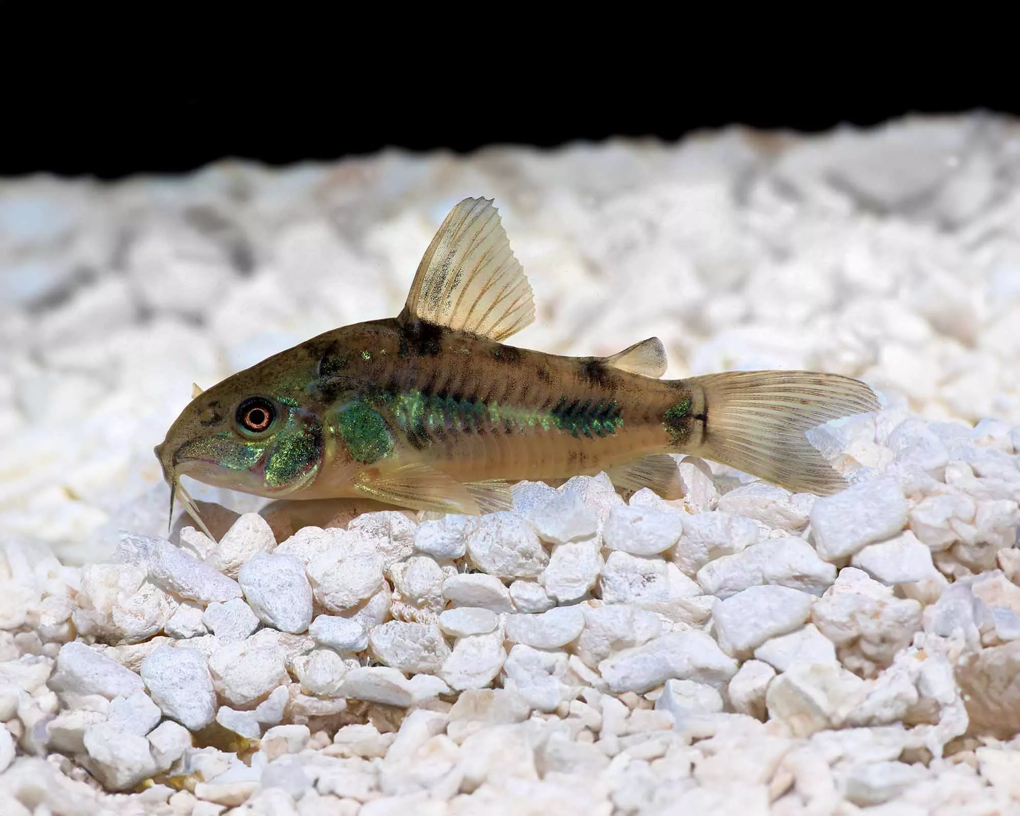 Peppered Corydoras (Corydoras paleatus)