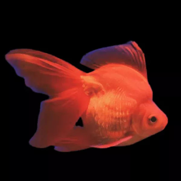 Red Ryukin goldfish 2
