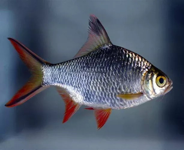 Redtail Tinfoil Barb (Barbonymus schwanenfeldii) 3”